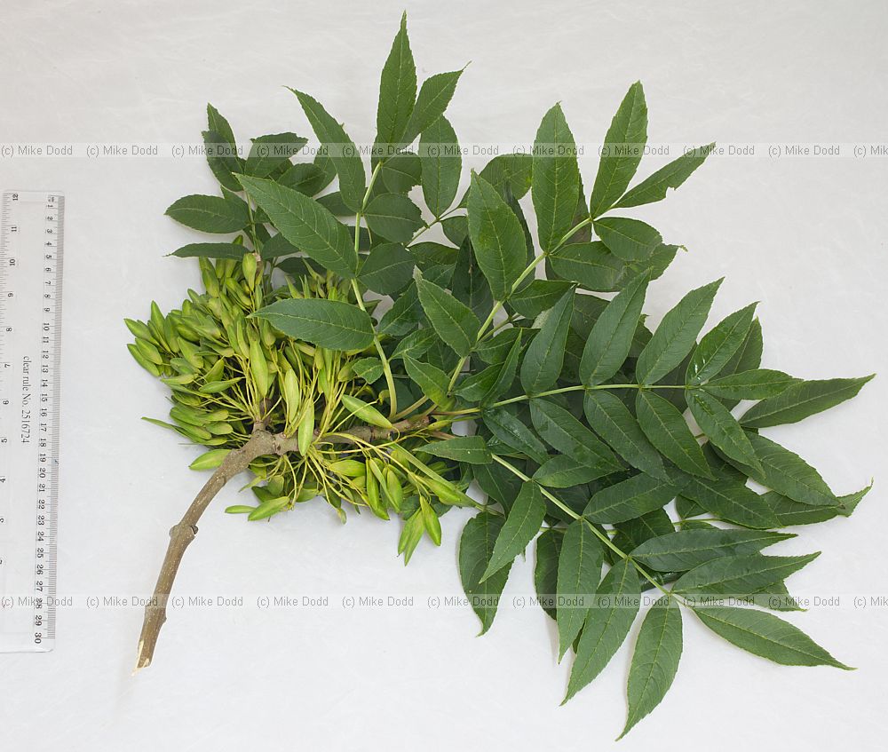 Fraxinus excelsior Common Ash