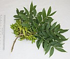 Fraxinus excelsior Common Ash