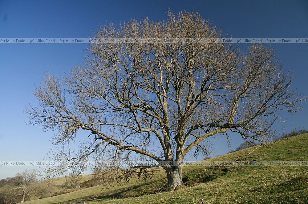 Fraxinus excelsior Ash