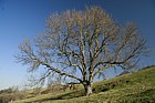 Fraxinus excelsior Ash