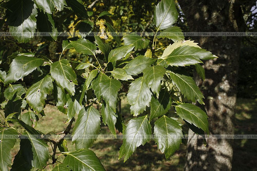 Fraxinus excelsior diversifolia Single-leaved Ash