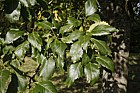 Fraxinus excelsior diversifolia Single-leaved Ash