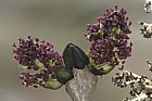 Fraxinus excelsior Ash flowers