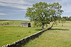 Fraxinus excelsior Ash in species meadow Upper teesdale