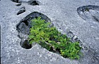 Fraxinus excelsior Ash limestone pavement