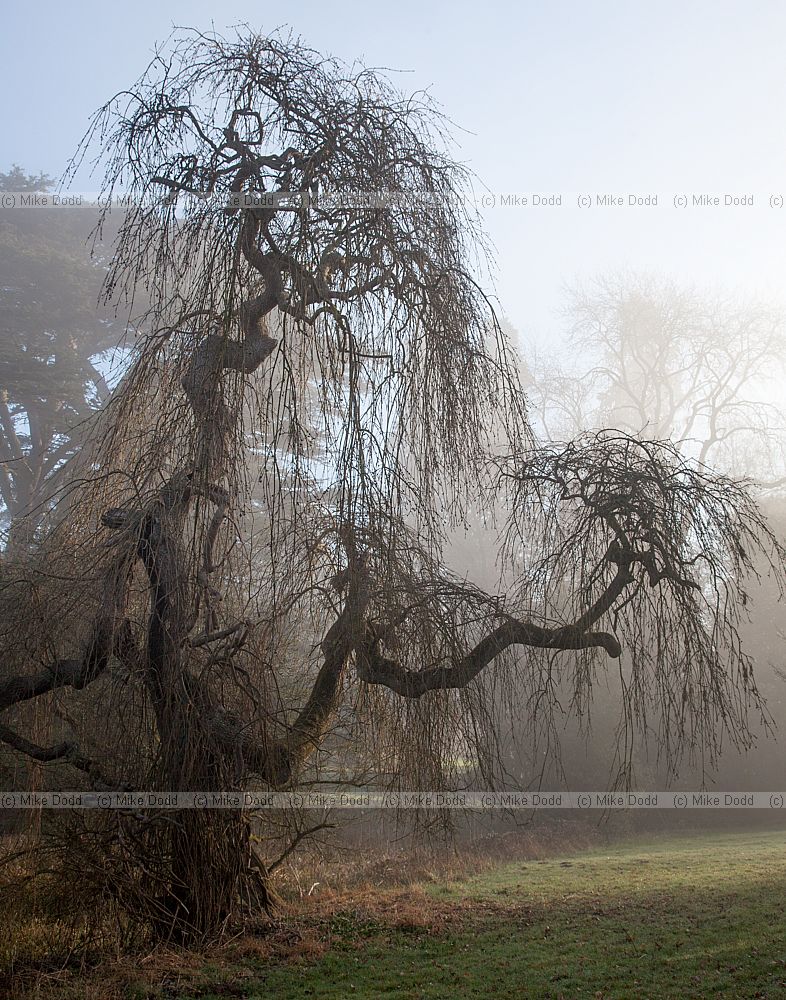 Fraxinus excelsior Pendula Weeping Ash