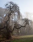 Fraxinus excelsior Pendula Weeping Ash