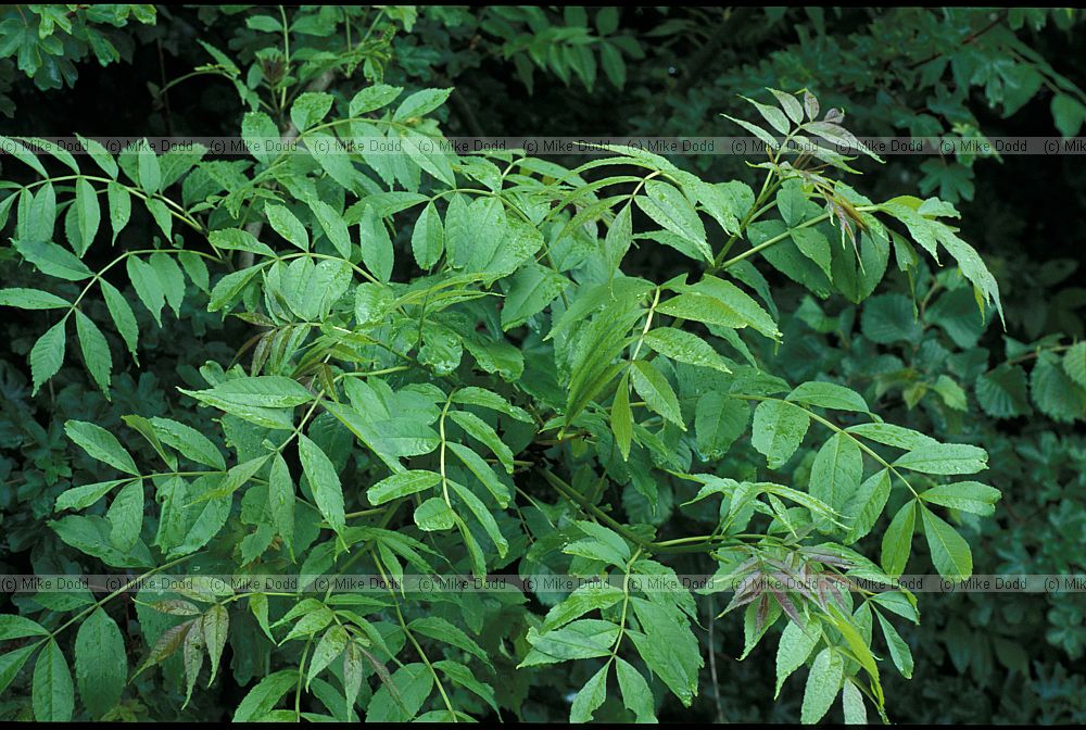Fraxinus excelsior Ash