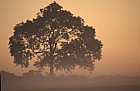 Fraxinus excelsior Ash sunrise Buckinghamshire