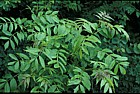Fraxinus excelsior Ash