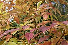 Fraxinus mandshurica Manchurian Ash
