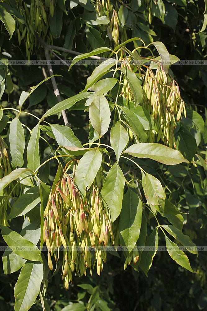 Fraxinus ornus Manna Ash