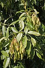 Fraxinus ornus Manna Ash