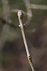 Fraxinus ornus Manna Ash