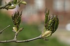 Fraxinus ornus