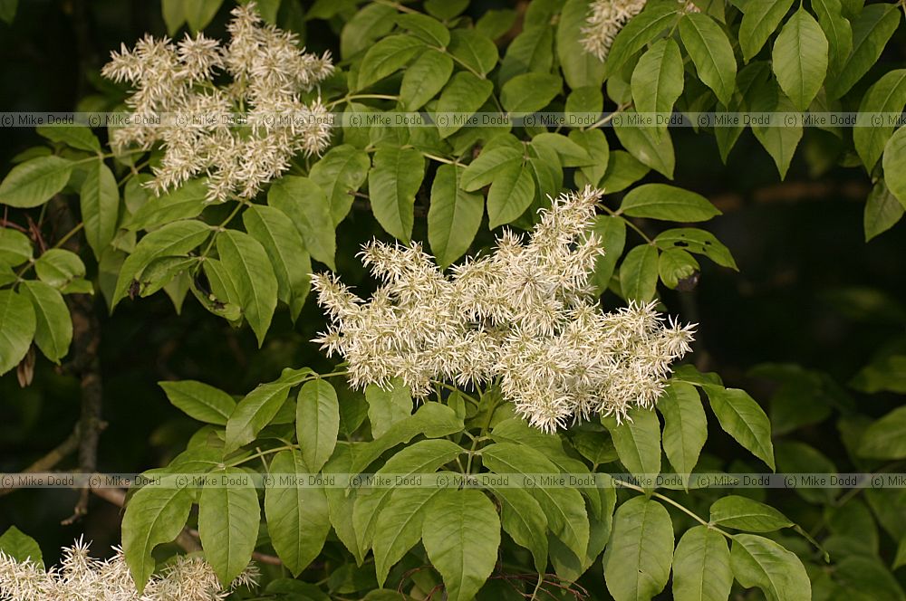 Fraxinus ornus Manna Ash