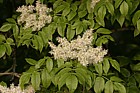 Fraxinus ornus Manna Ash