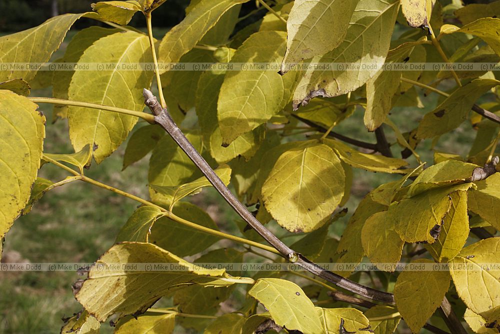 Fraxinus quadrangulata Blue Ash