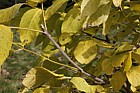 Fraxinus quadrangulata Blue Ash