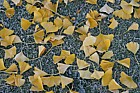 Ginkgo biloba Maidenhair Tree yellow leaves on the ground in the frost