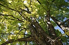 Ginkgo biloba Maidenhair Tree