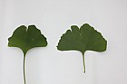 Ginkgo biloba Maidenhair Tree