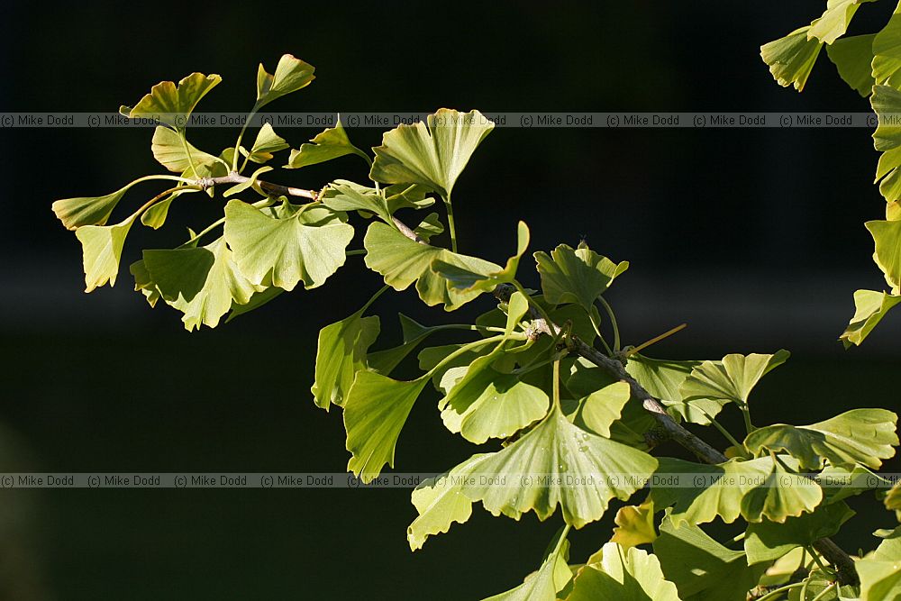 Ginkgo biloba