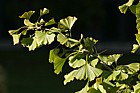 Ginkgo biloba