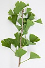 Ginkgo biloba Maidenhair Tree