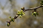 Ginko biloba