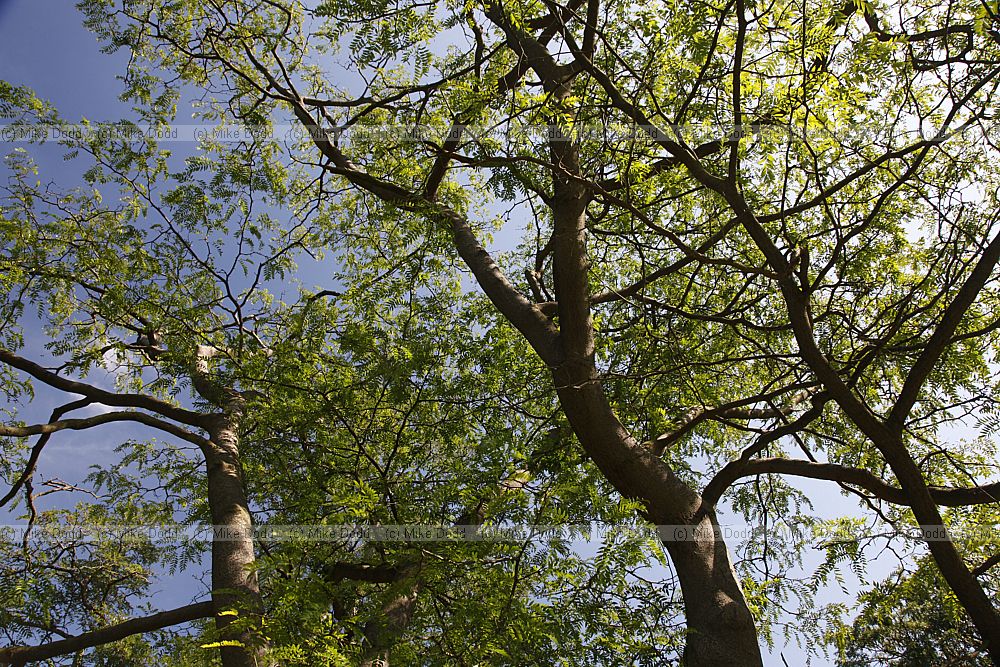 Gleditsia aquatica
