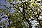 Gleditsia aquatica
