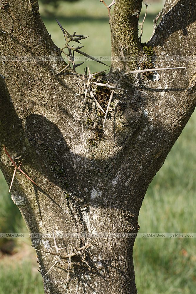Gleditsia caspica Caspian Locust
