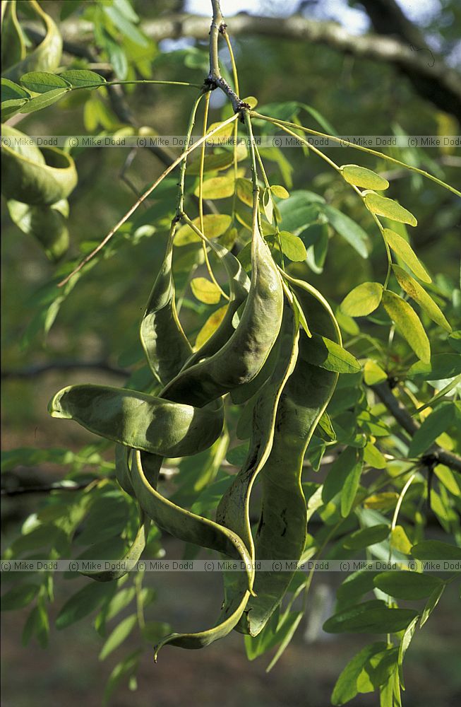 Gleditsia japonica var koriensis