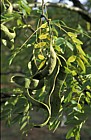 Gleditsia japonica var koriensis