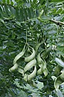 Gleditsia japonica var koraiensis