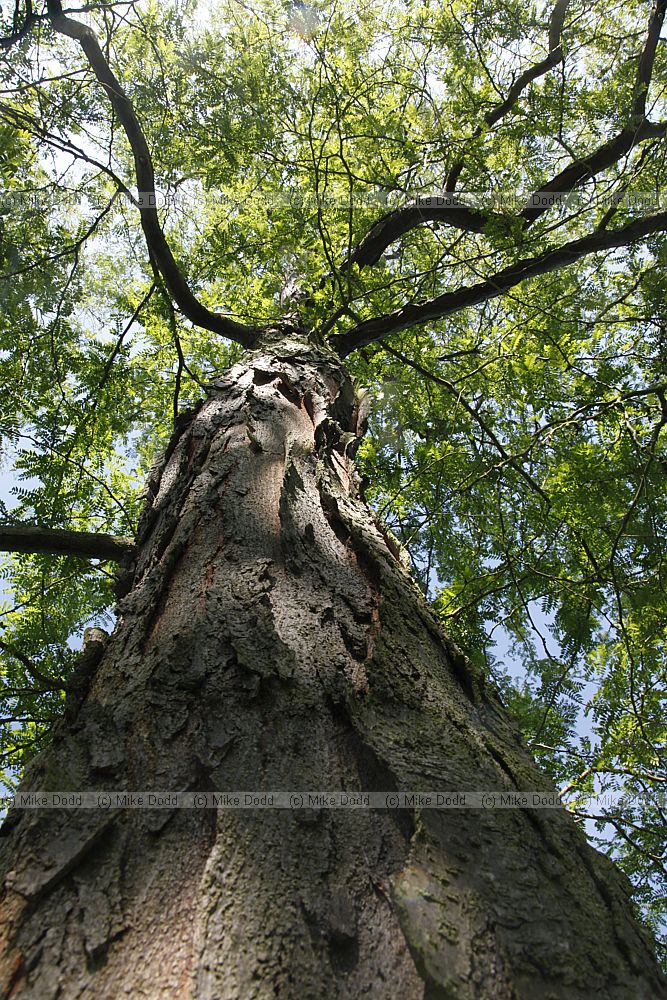 Gleditsia macracantha