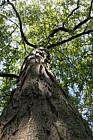Gleditsia macracantha
