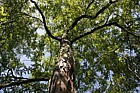 Gleditsia macracantha