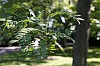 Gleditsia macracantha