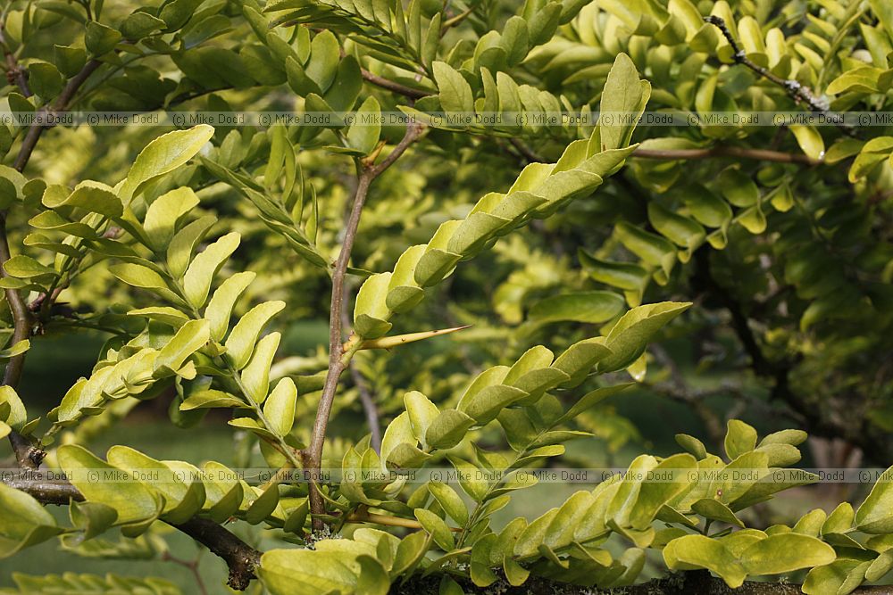 Gleditsia sinensis Chinese Honey Locust