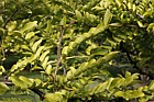 Gleditsia sinensis Chinese Honey Locust