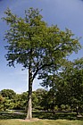 Gleditsia triacanthos Honey Locust