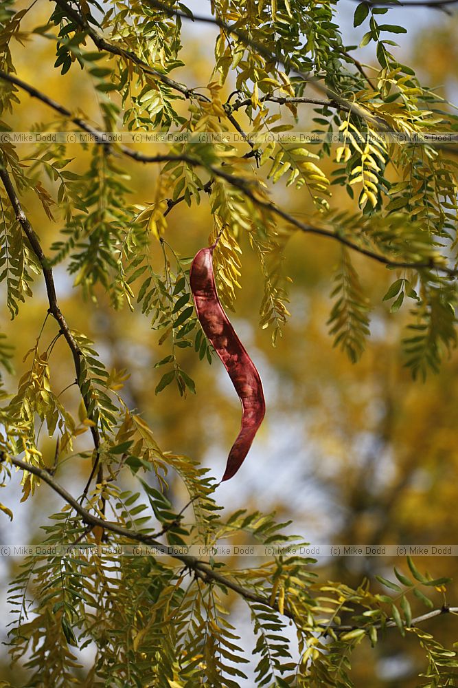 Gleditsia triacanthos