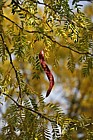 Gleditsia triacanthos