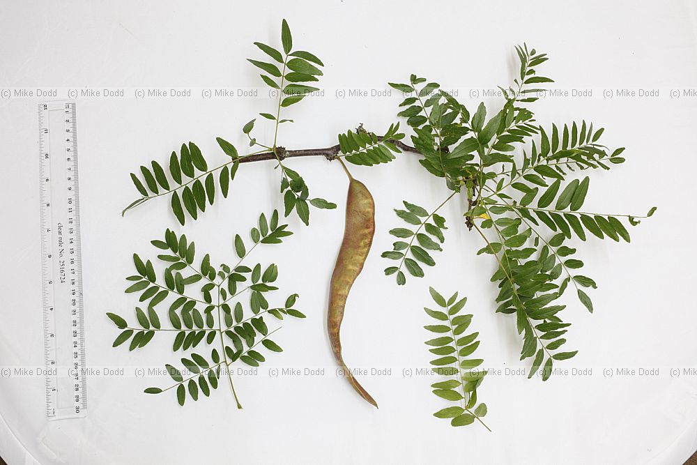 Gleditsia triacanthos 'Sunburst' Honey Locust