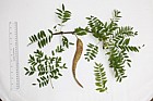 Gleditsia triacanthos 'Sunburst' Honey Locust