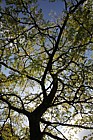Gleditsia triacanthos 'Imperial'