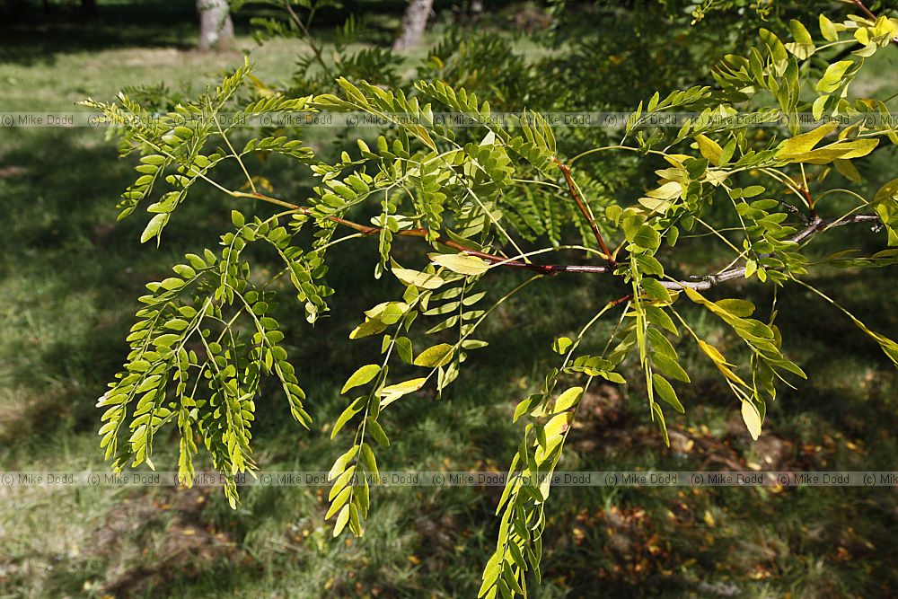 Gleditsia triacanthos 'Imperial'