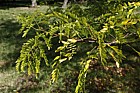 Gleditsia triacanthos 'Imperial'
